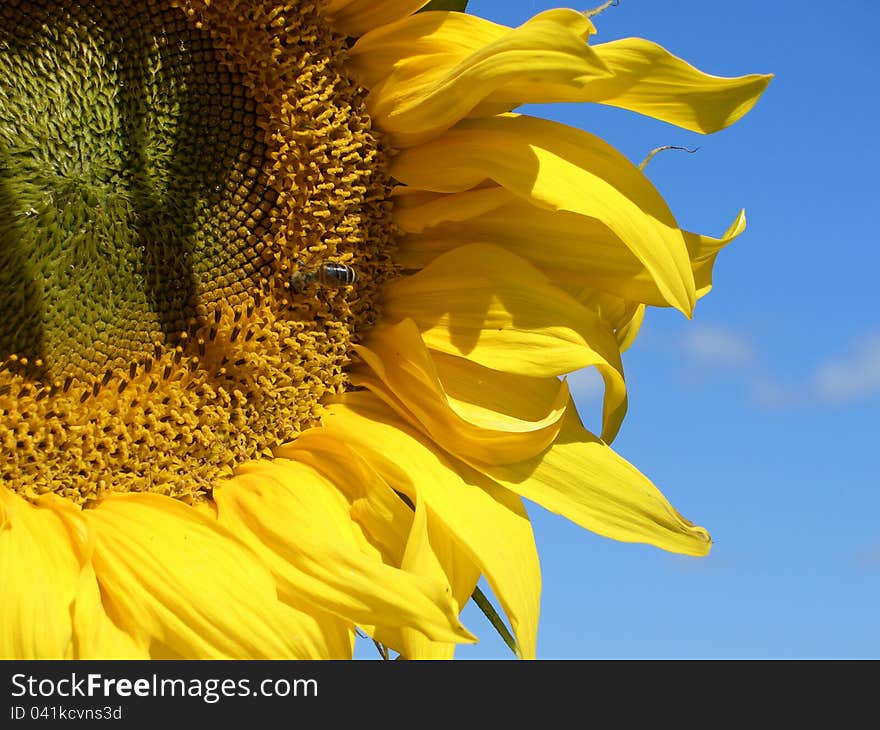 Sunflower