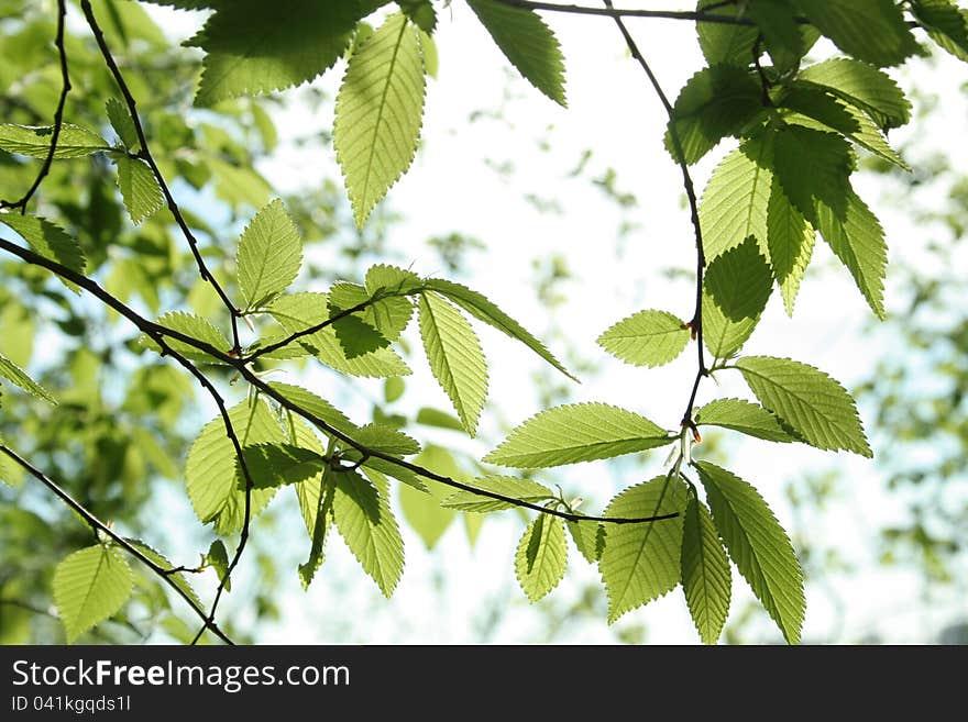 Carpinus betulus leaves in the sun of spring. Carpinus betulus leaves in the sun of spring