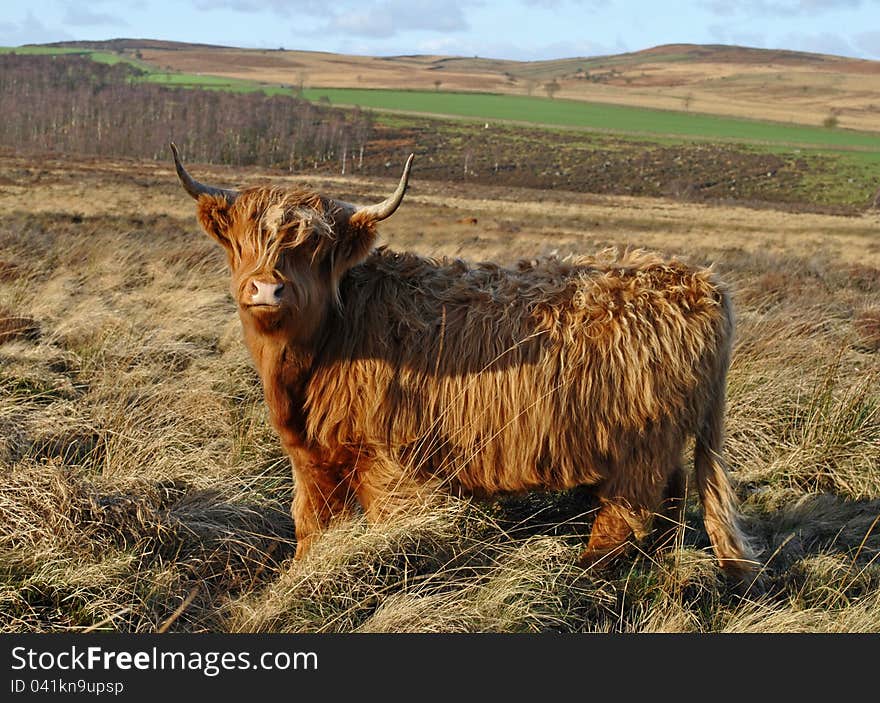 Highland Cow on the moors