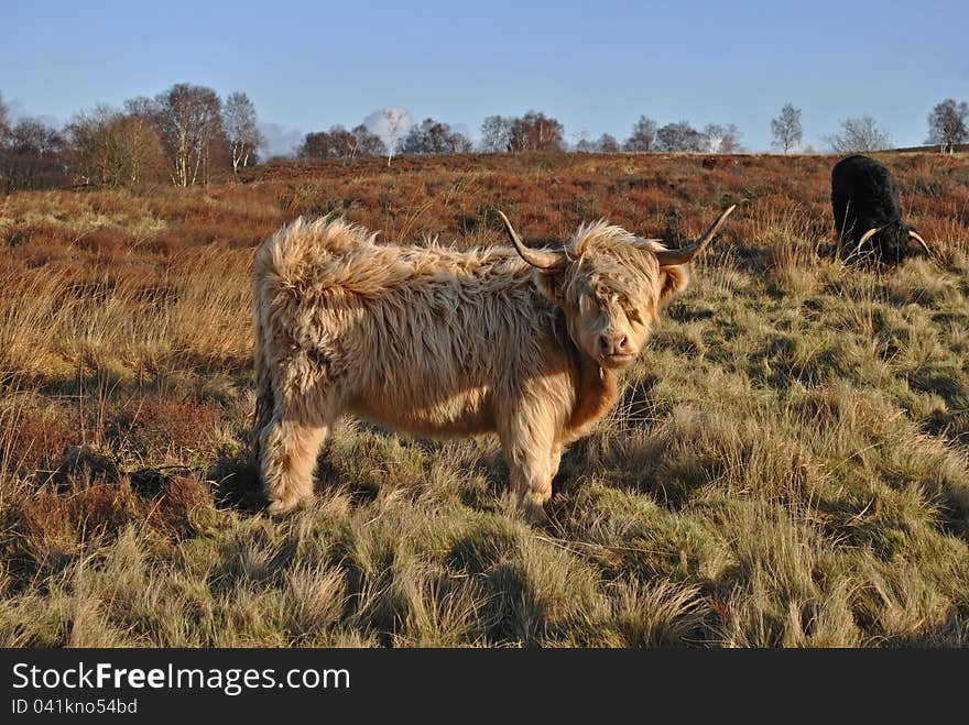 Highland Cow on the moors