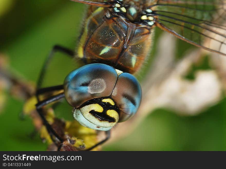 Detail of colorful dragonflies eyes. Detail of colorful dragonflies eyes