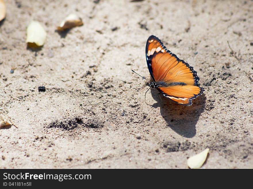 Butterfly &x28;Lepidoptera&x29