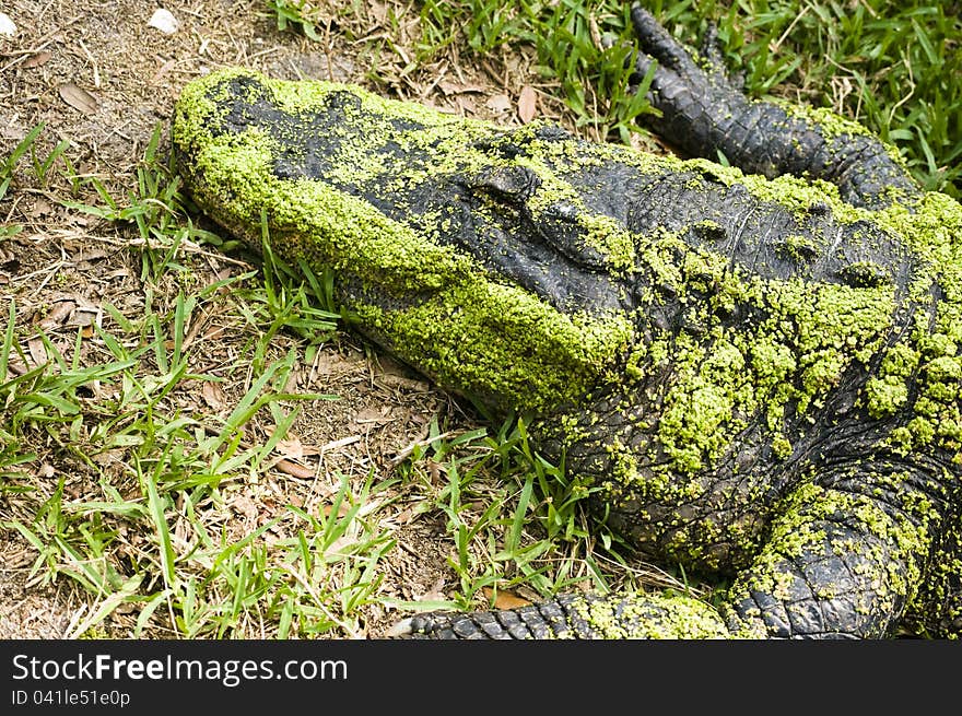 Big alligator relaxing at the sun in South Florida, America