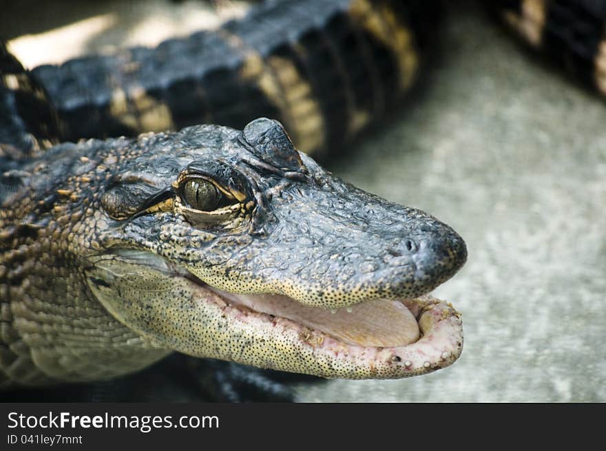 Head of an alligator in South Florida, America