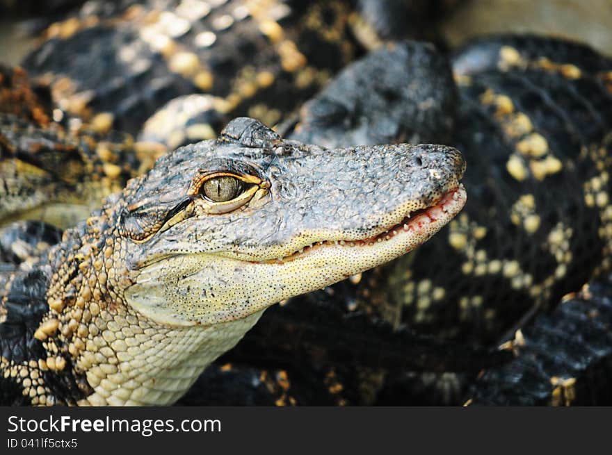 Head of an alligator in South Florida, America