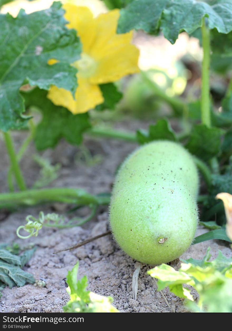 Ash Gourd