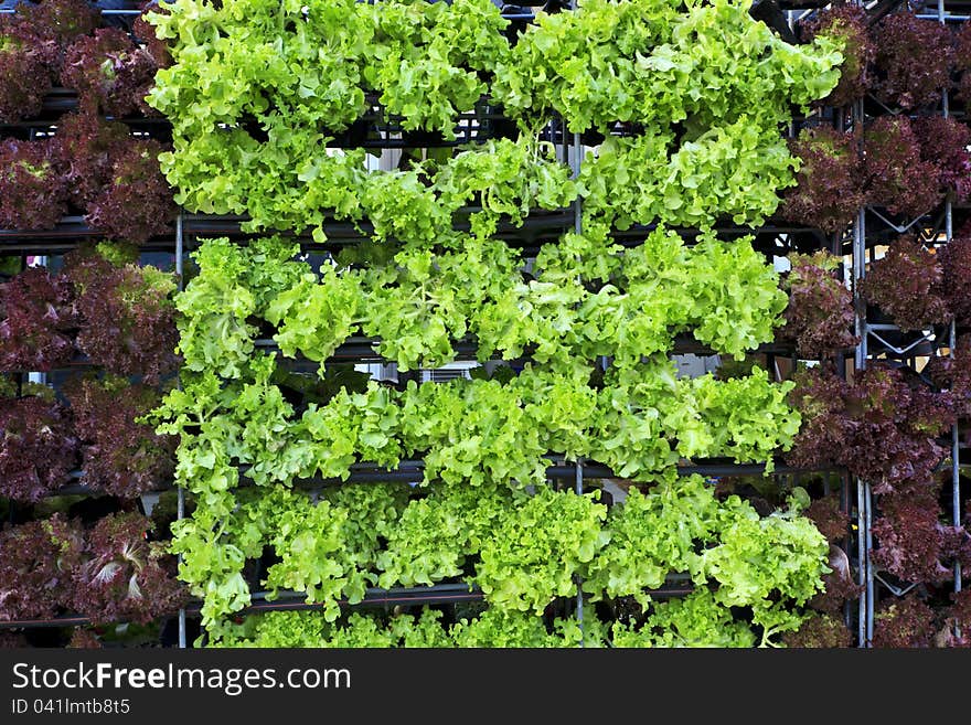 New Growing crops. Rows of salad