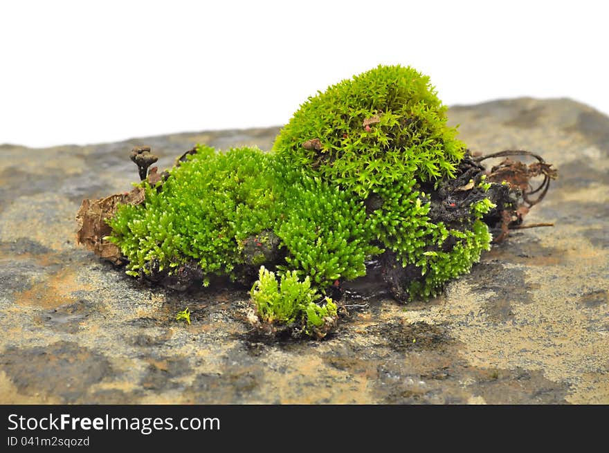 A close-up shot of green moss on a wet stone. A close-up shot of green moss on a wet stone