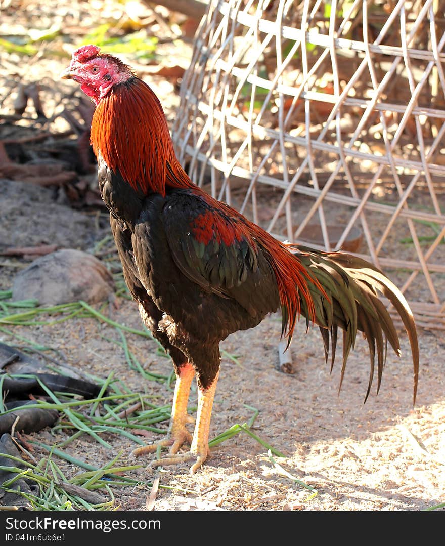 Black red rooster in the countryside. Black red rooster in the countryside