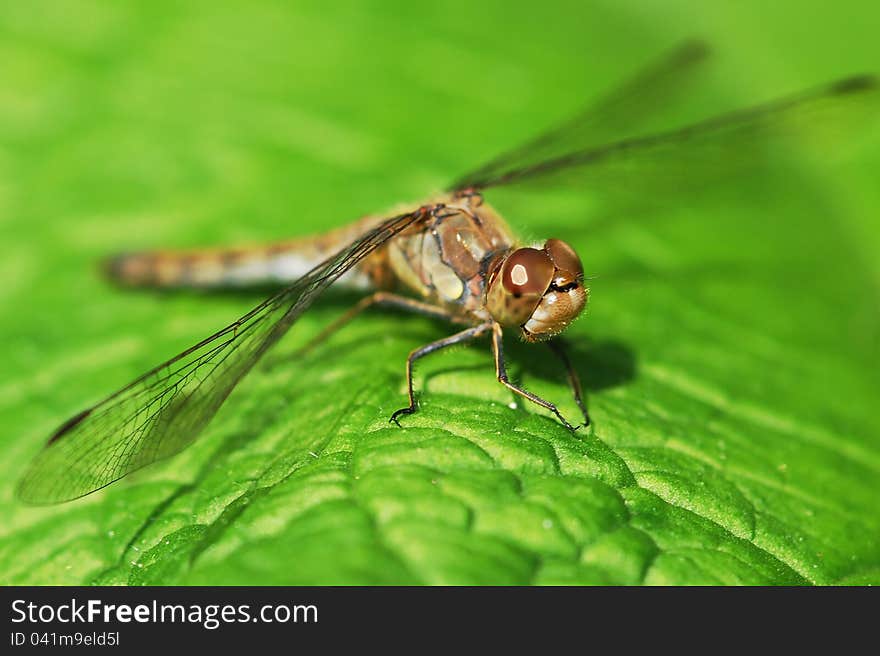 Portrait of a dragonfly sitting on a green leaf. Portrait of a dragonfly sitting on a green leaf