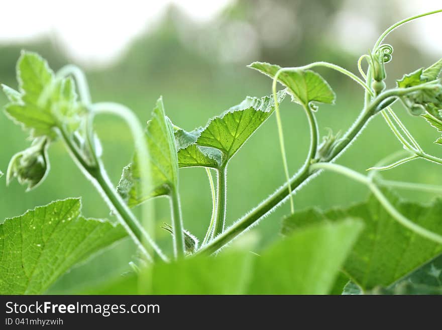 Leaves of the pumpkin