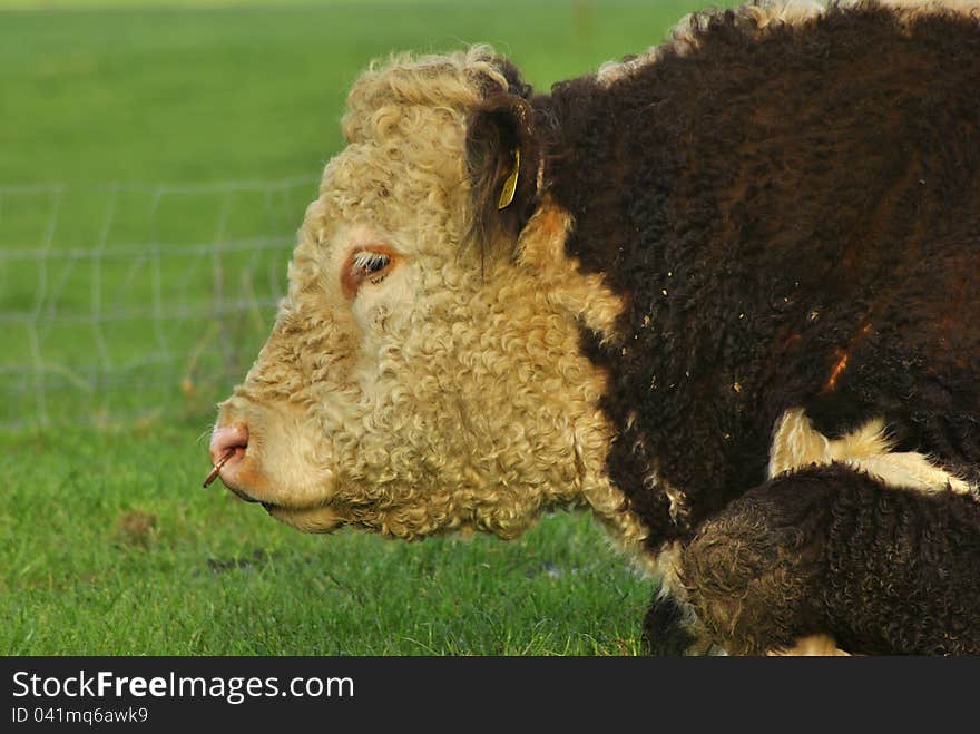 Hereford Bull