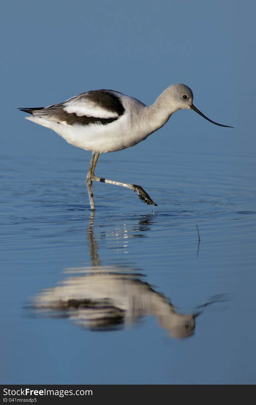 American Avocet