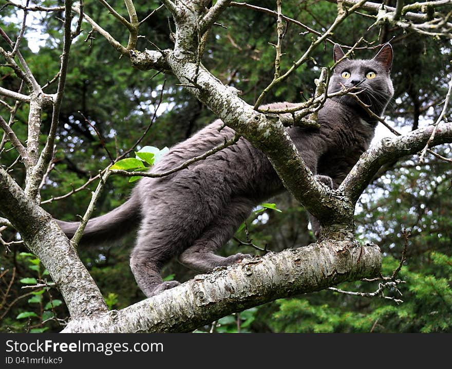 Russian blue cat climbing an apple tree. Russian blue cat climbing an apple tree