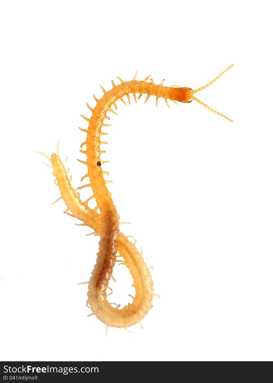 A yellow scolopendra on a white background