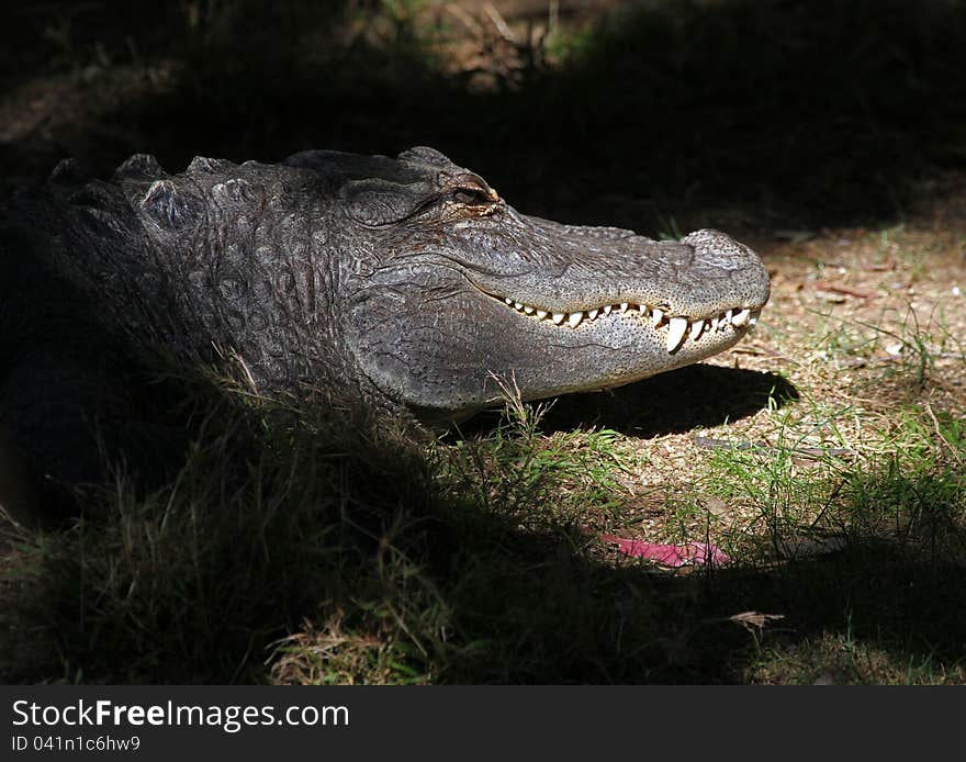 Alligator