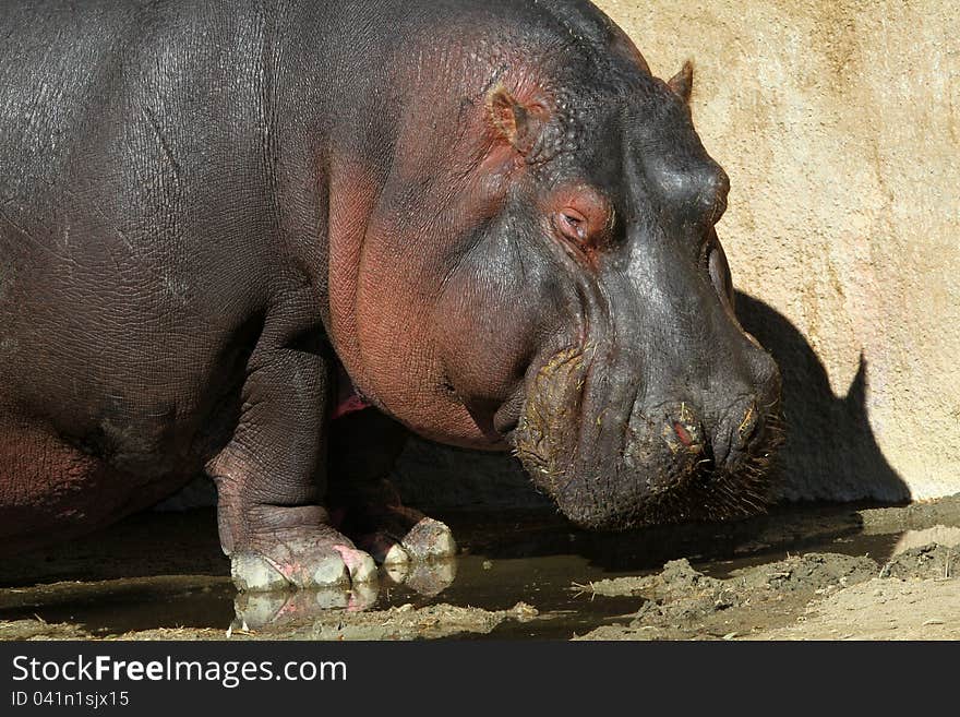 Hippopotamus