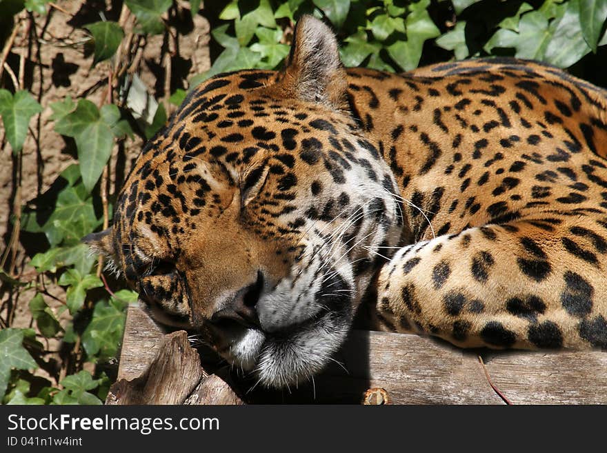 Spotted South American Jaguar Sleeping In Sun With Leafy Background