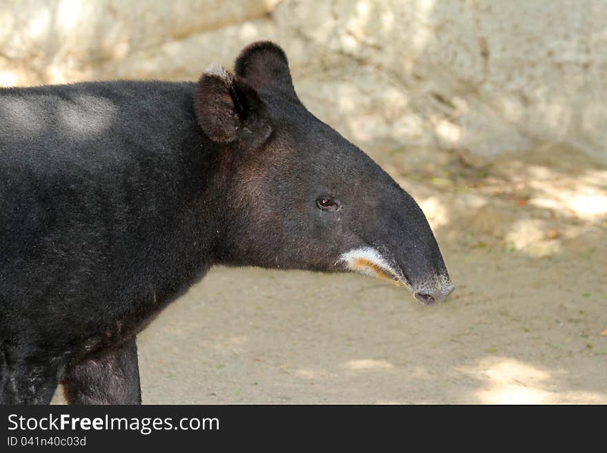 South American Tapir Profile Portrait With Tan Background