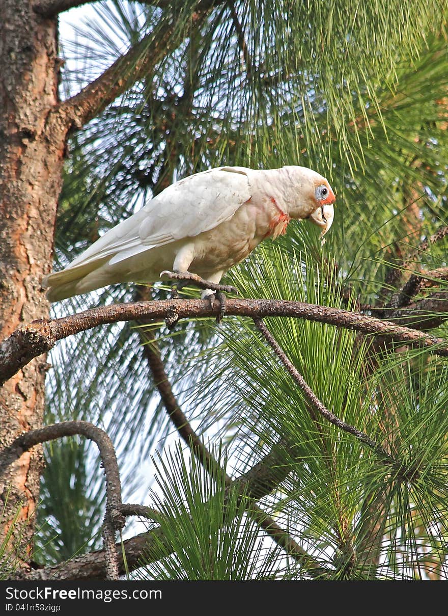 Corella on pine tree