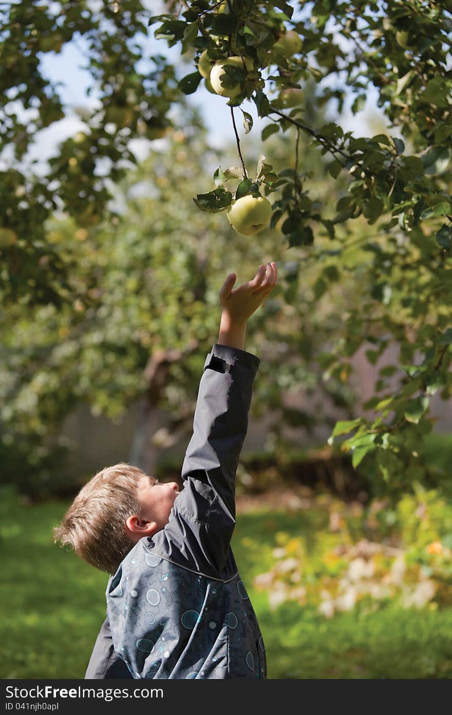 A boy gathering apples in the garden