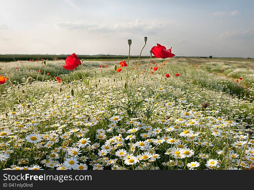 Red poppy and white camomile flowers