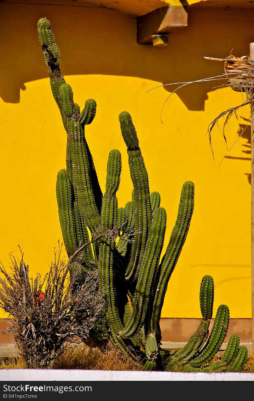 Cactus in front of yellow mexican house