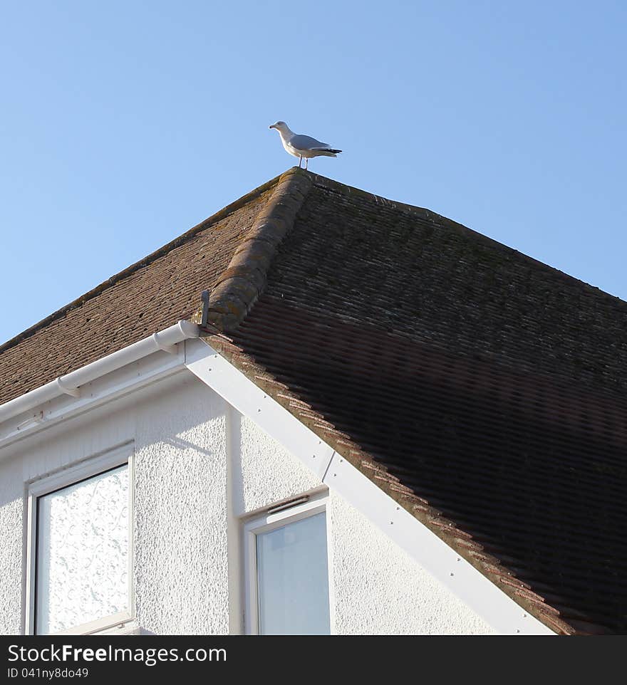 This photo shows a lone seagull sitting on a roof top keeping an eye on the neighbour hood.