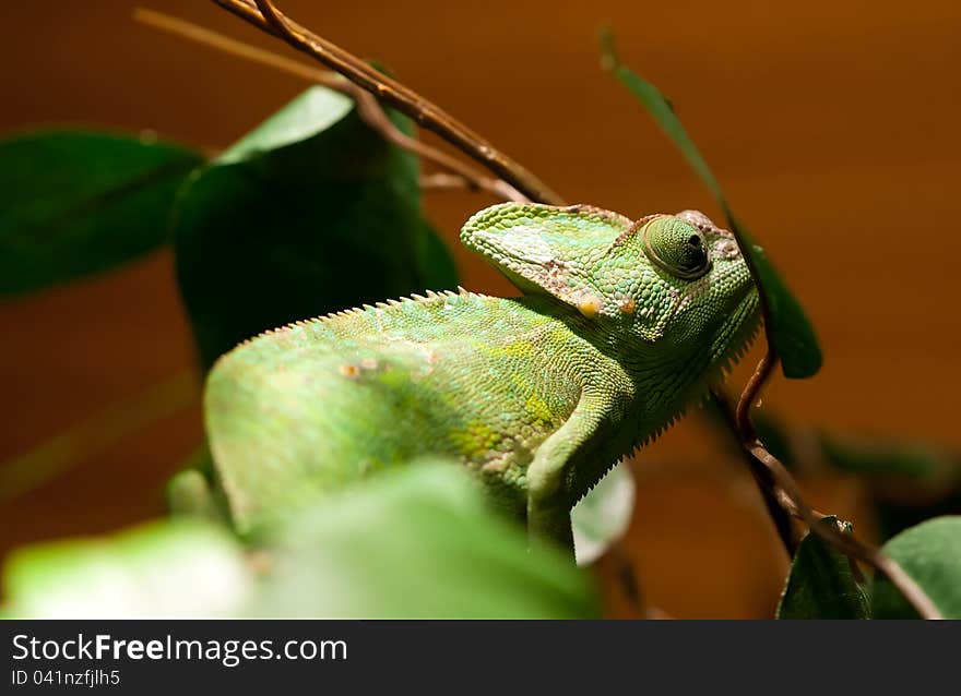 Green Lizard Iguana On A Tree Branch