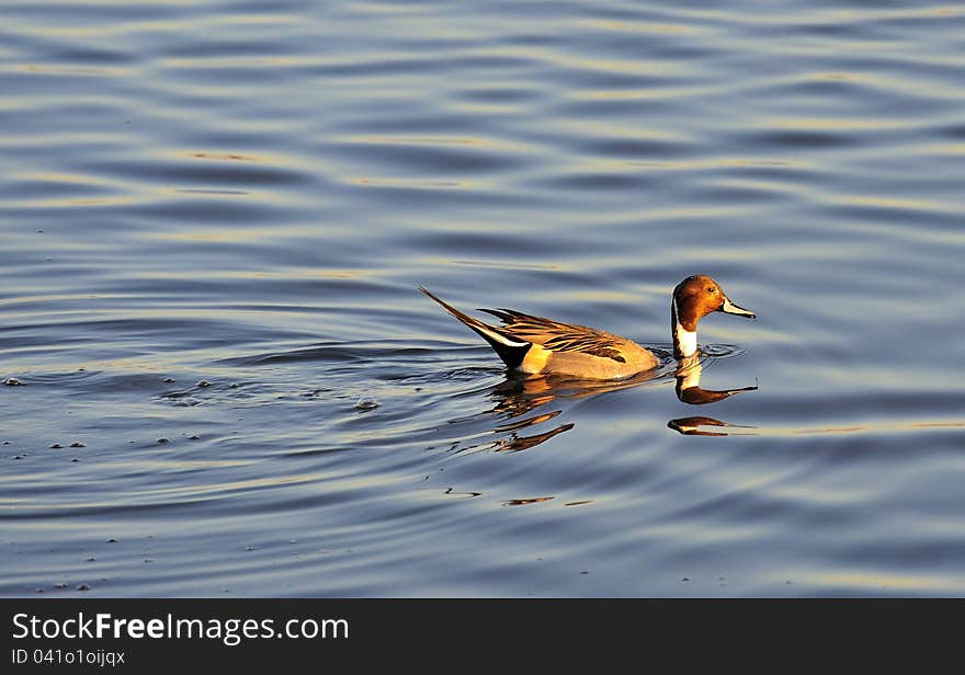 Swimming male Pintail duck, &x28;Anas acuta&x29