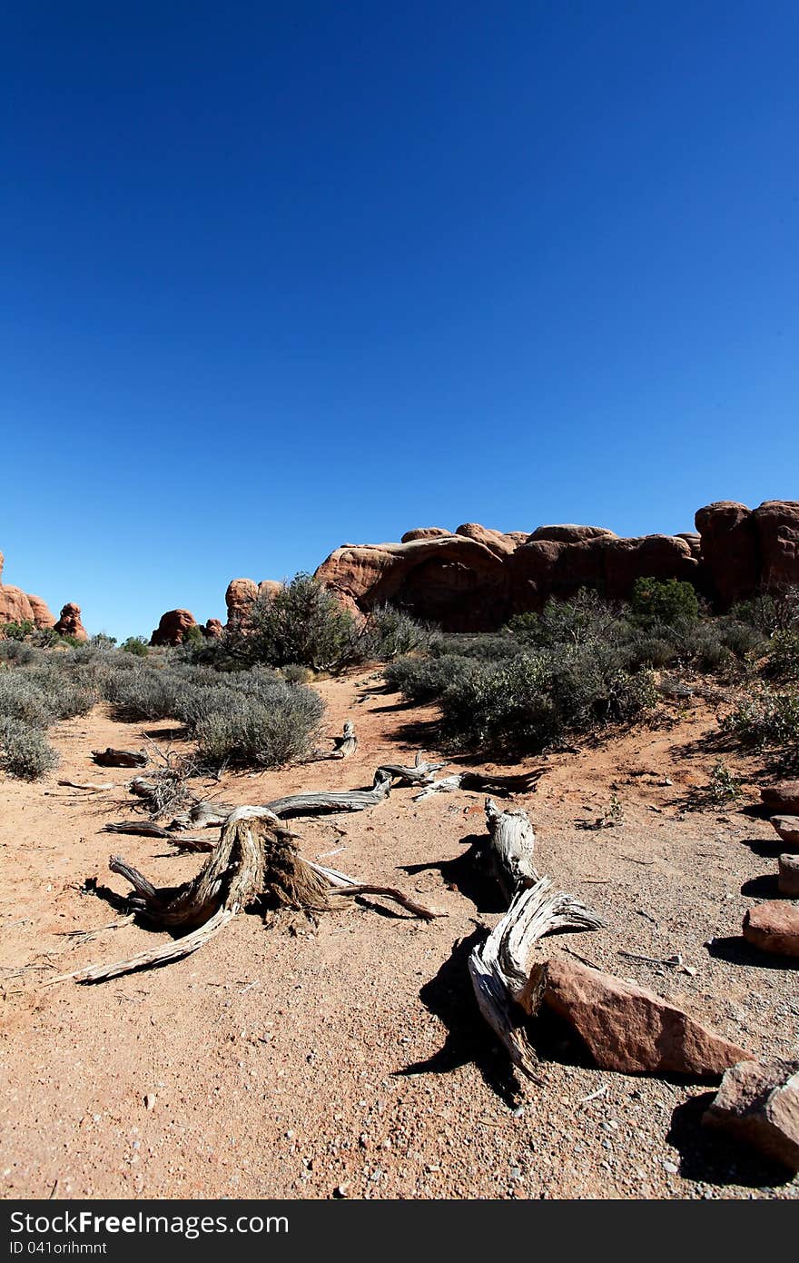 Dried Trees In Arches National Park