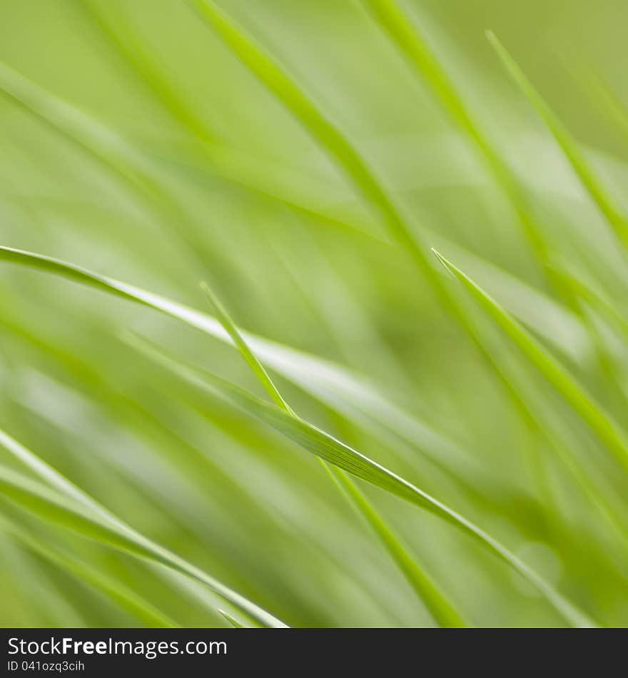 Young grass in the spring as the background. Young grass in the spring as the background