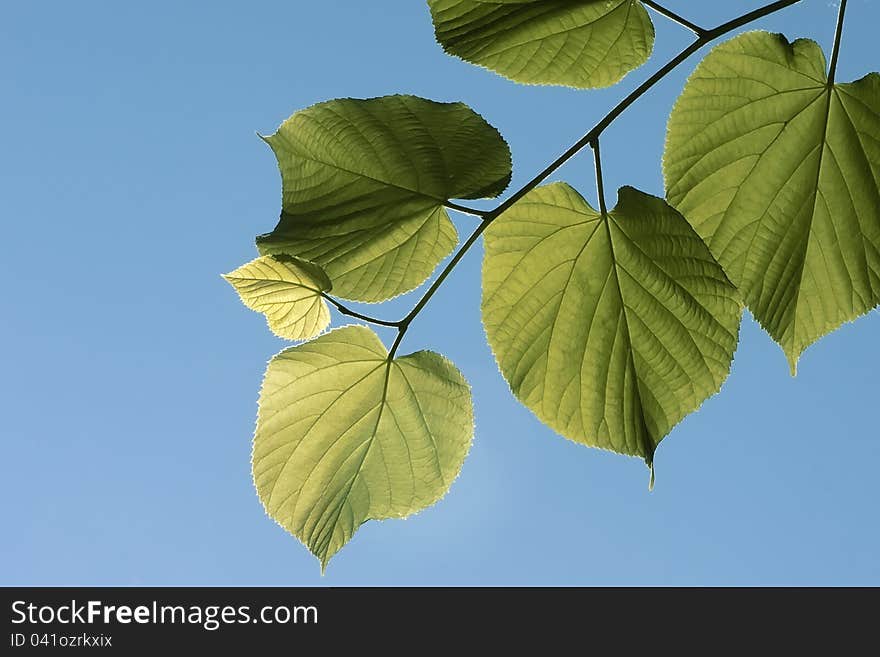 Incident light on the yellow leaves. Incident light on the yellow leaves