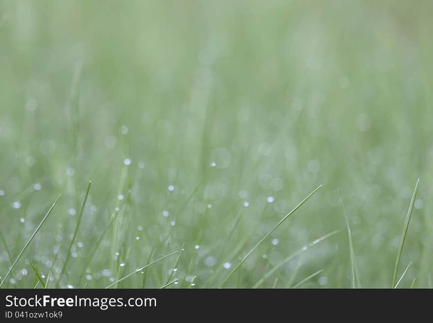 Young grass in the spring as the background. Young grass in the spring as the background