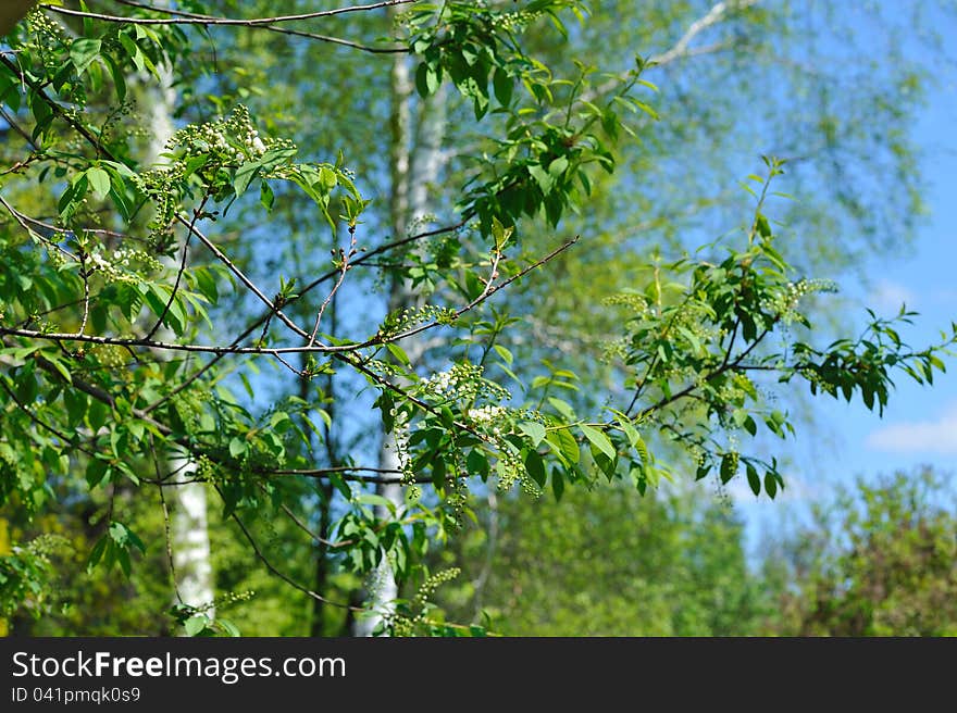 Bird cherry tree begins to bloom. Bird cherry tree begins to bloom