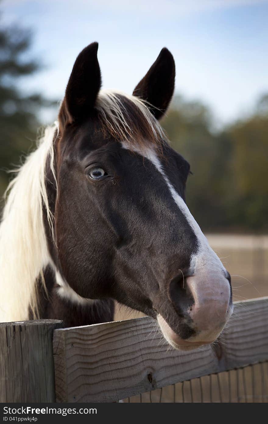 A horse looking for a hand out poses head over the fence showing the blue eye side as the sun sets in a field near Ginnie Springs in Florida in January 2012. A horse looking for a hand out poses head over the fence showing the blue eye side as the sun sets in a field near Ginnie Springs in Florida in January 2012.