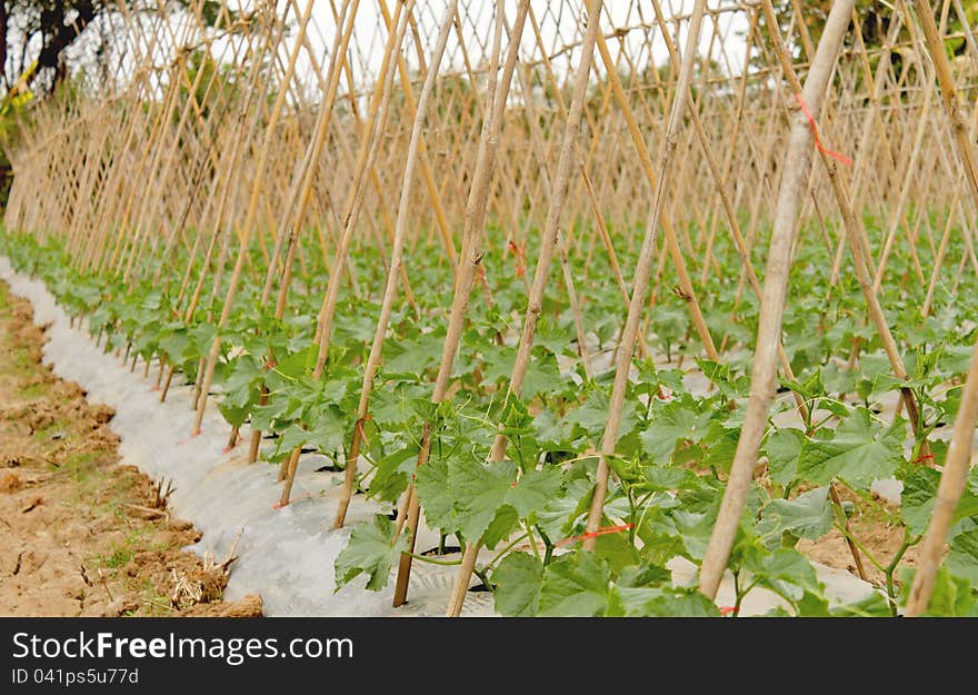 Vegetable Garden