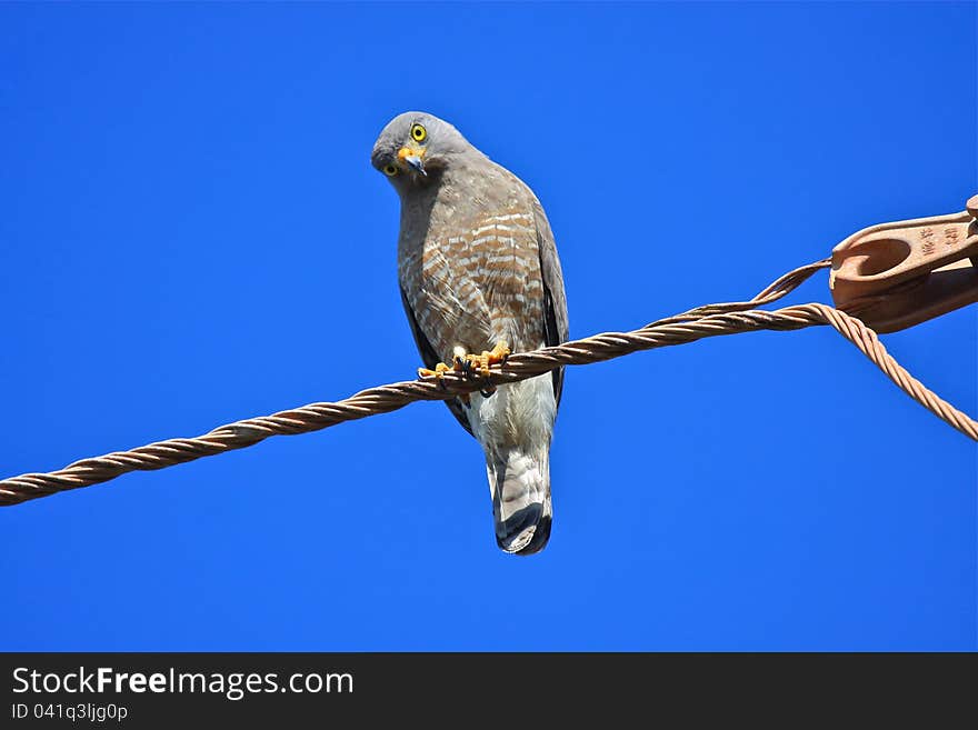 Roadside Hawk (Buteo magnirostris) showing an intense stare while perched on a wire in Belize. Roadside Hawk (Buteo magnirostris) showing an intense stare while perched on a wire in Belize.