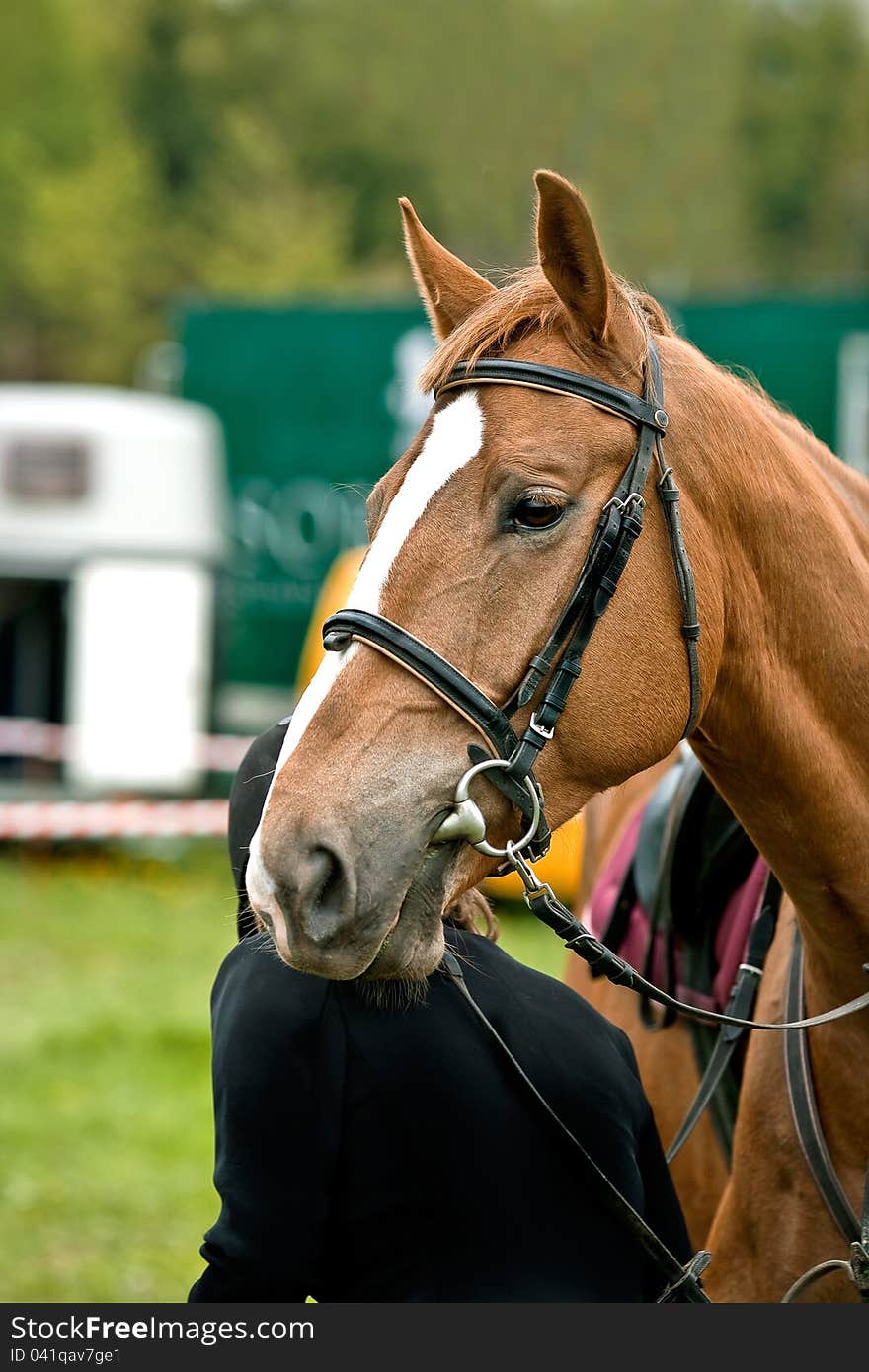 The competitor prepares horses for the start in mounted contest. The competitor prepares horses for the start in mounted contest