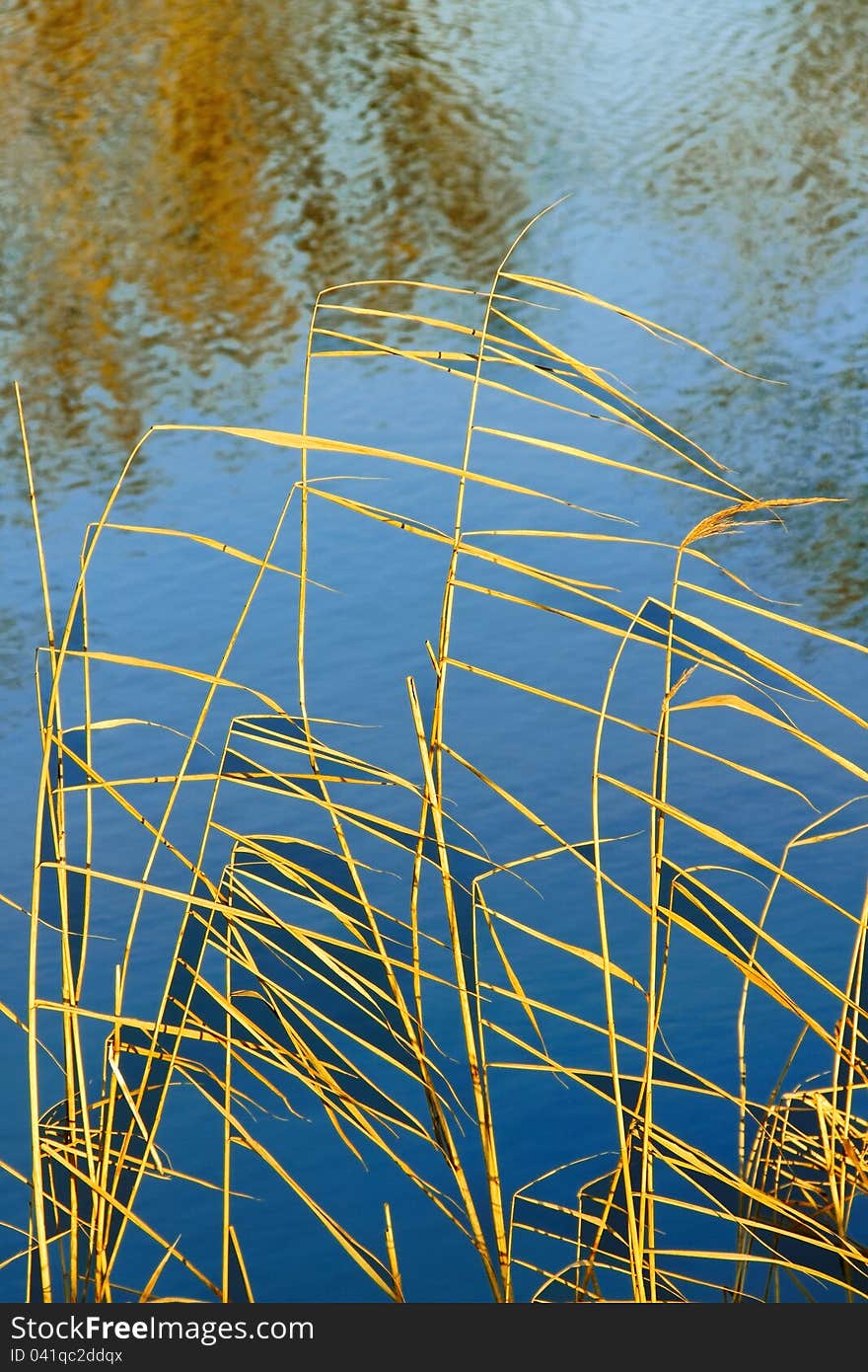 Beautiful reflection on water with grass. Beautiful reflection on water with grass.