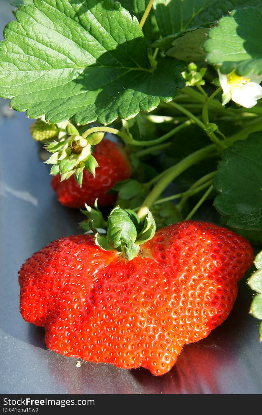 Strawberry plant growing a big strawberry several times the size of smaller regular ones