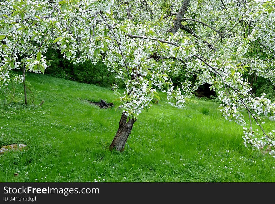 Old cherry tree with lot of flowers in springtime. Old cherry tree with lot of flowers in springtime