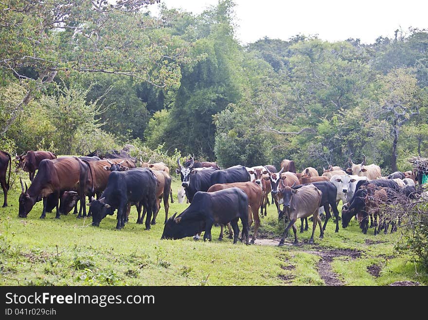 Water buffalos in Mudumalai National Park, India