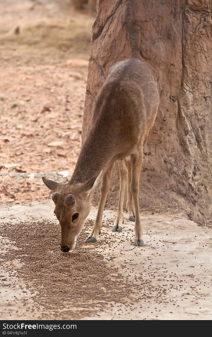 A Burmese Brow-Antlered Deer