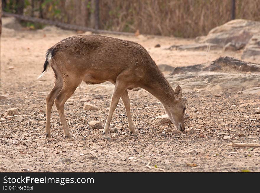 A Burmese Brow-Antlered Deer in Kaosuankwang zoo, Khonkaen, Northeastern Thailand.