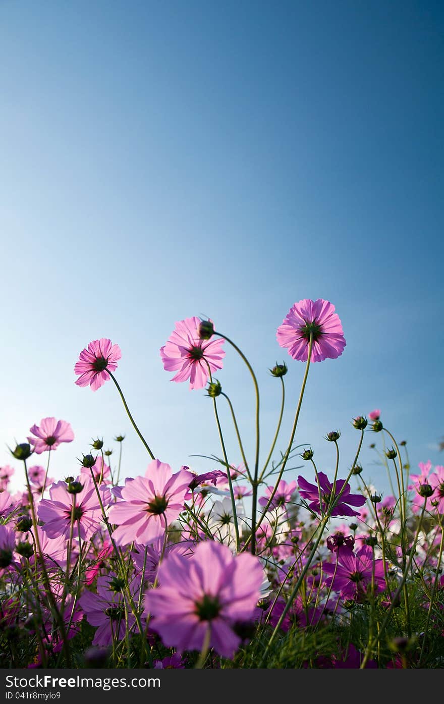 Pink flowers on blue sky background