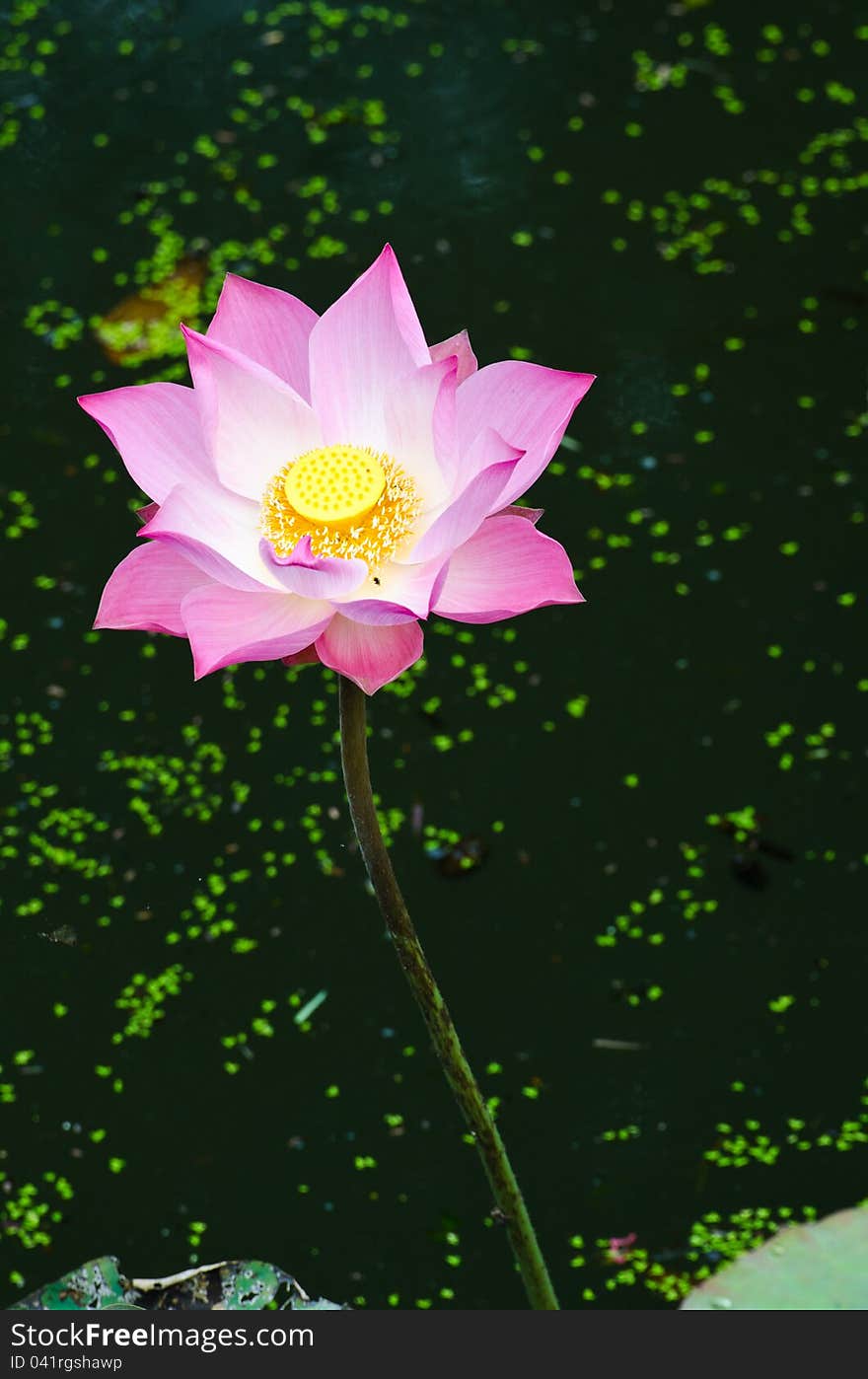 Pink lotus in the pond.