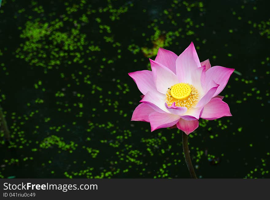 Pink lotus in the pond.