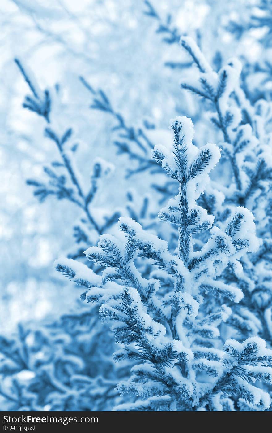 A coniferous tree in hoarfrost and snow. A coniferous tree in hoarfrost and snow