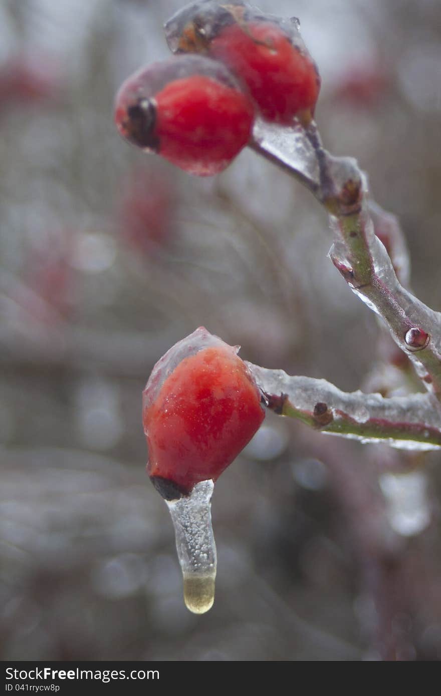 Icy wild rose during winter